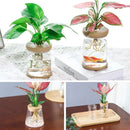 Vaso Hidroponia para Flores e Plantas Minha loja